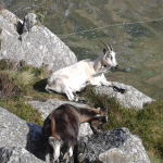 Goats in Snowdonia