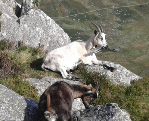 Goats in Snowdonia