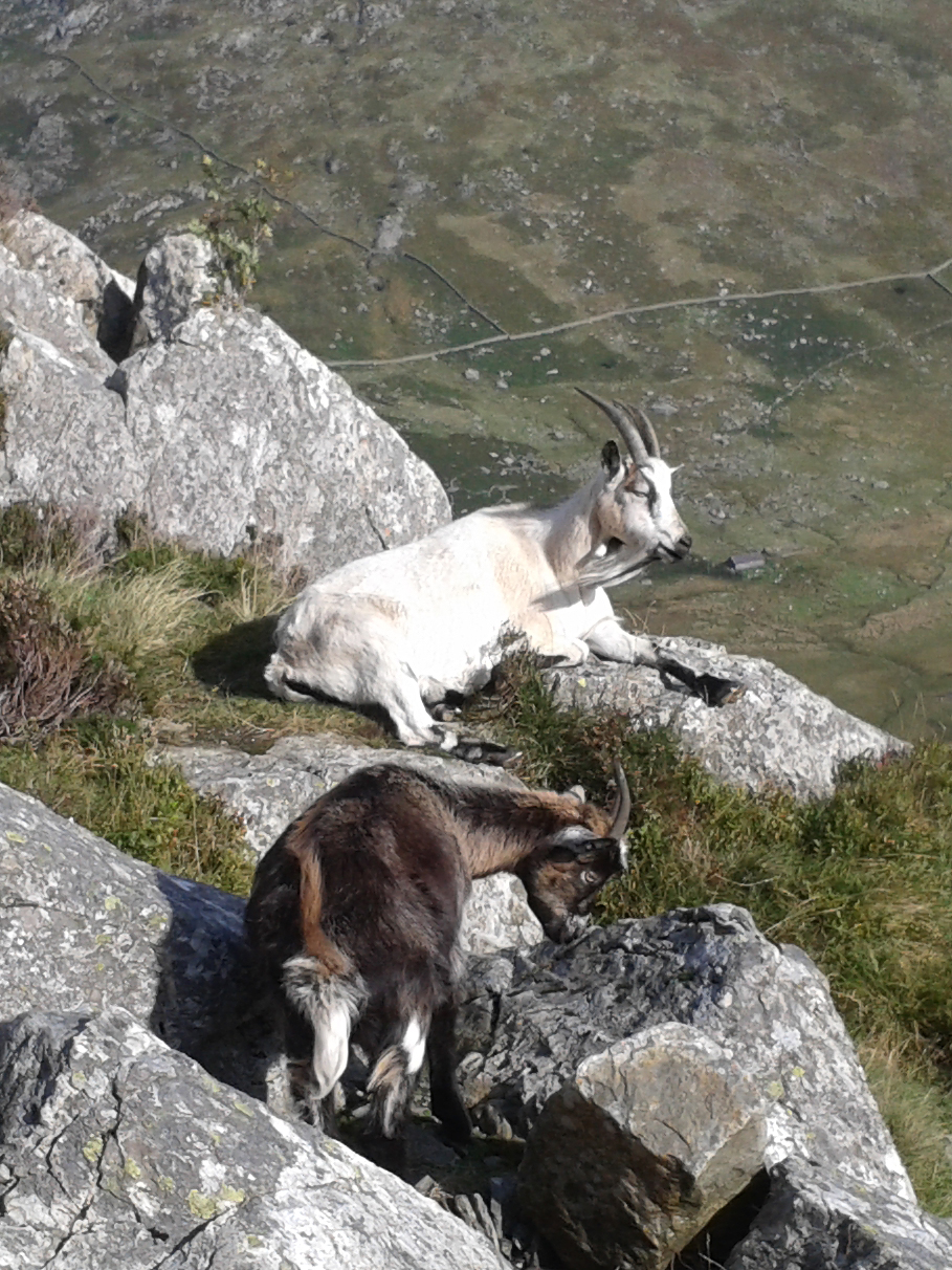 Goats in Snowdonia