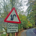 Red Squirrels Crossing