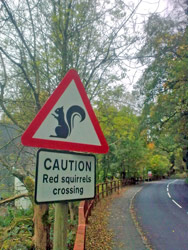 Red Squirrels Crossing