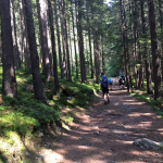 Gold group walking through a wood in The Alps