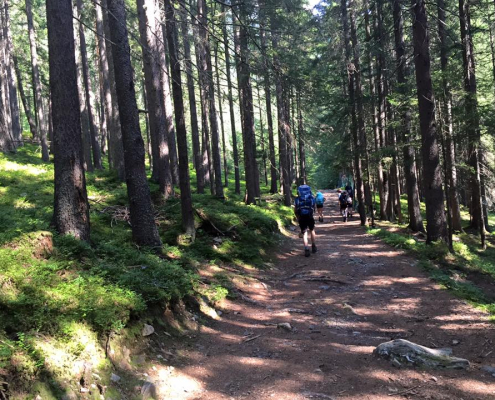 Gold group walking through a wood in The Alps