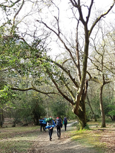 Walking in woods