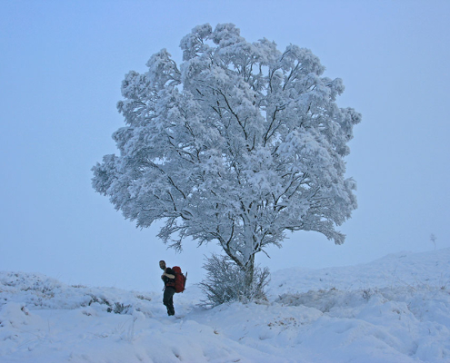 A frosty tree