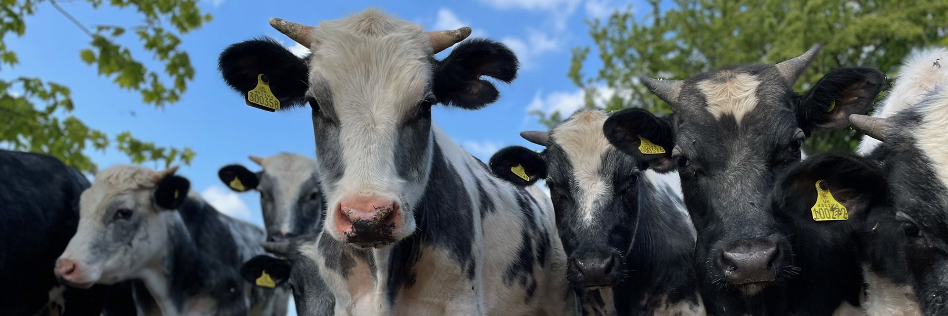 cows